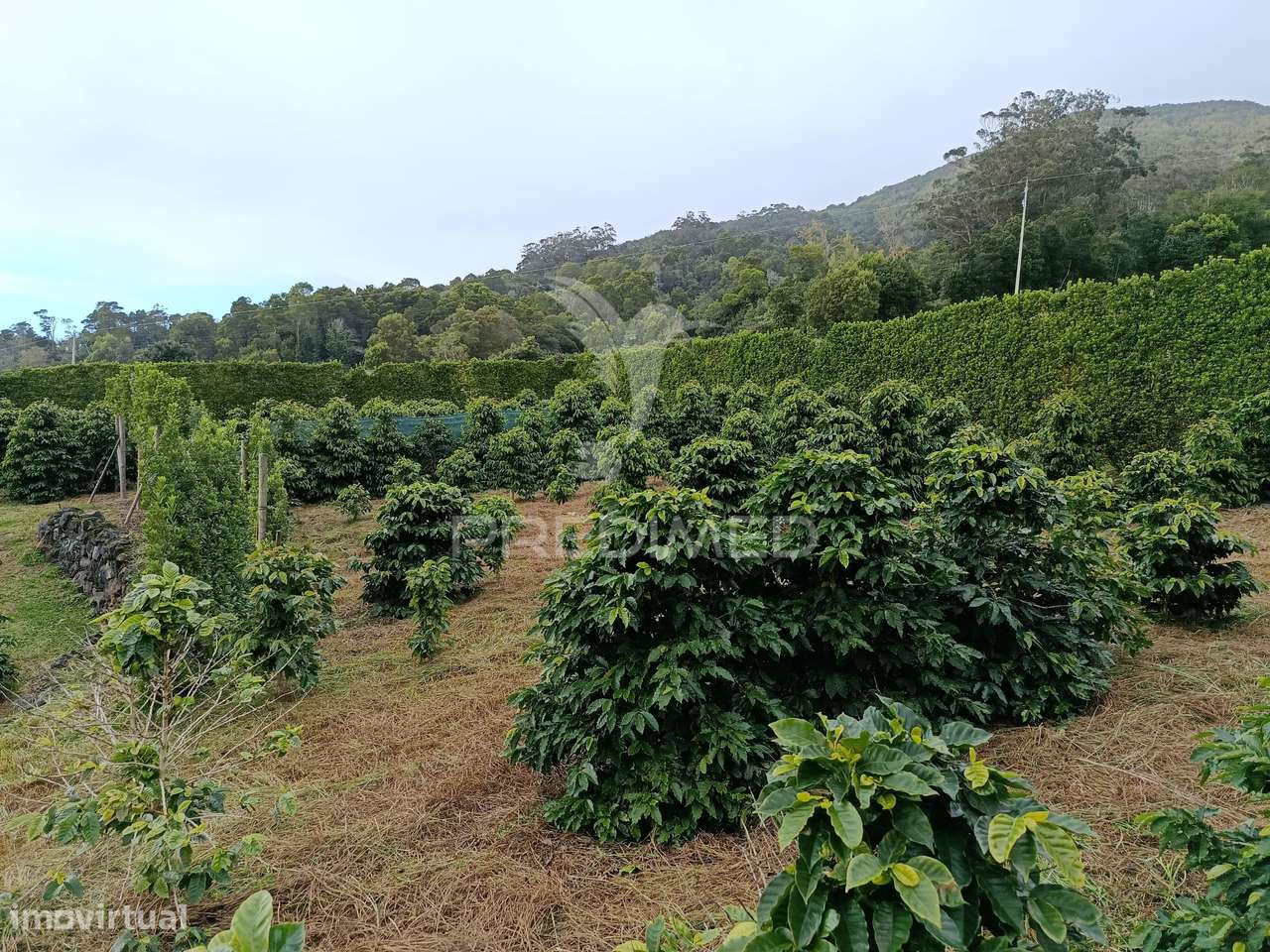 Terreno com viabilidade de construção na Urzelina - Grande imagem: 5/9