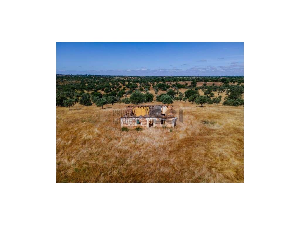 Pequena Quinta com Ruína para Recuperar em Vila Nova de São Bento-27