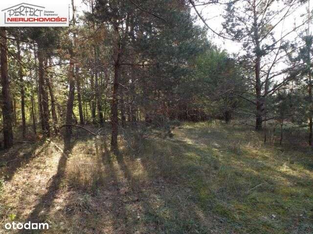 Działka, 7 200 m², Wielki Głęboczek - Pełny obrazek: 4/6