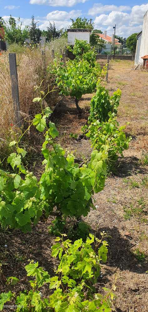 Quinta  5000m2 Viver no Campo Com a Cidade Por Perto Passil Alcochete-7