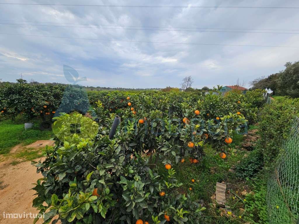 Terreno com pomar e alfaias!
Grande oportunidade de adquirir esta ... - Grande imagem: 4/17