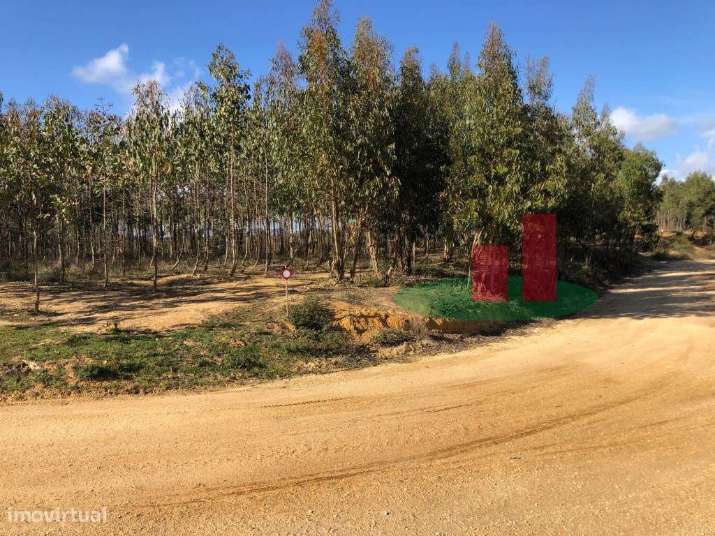 Terreno com Eucaliptal e Casa - Alcoentre***RIOMAGIC*** - Grande imagem: 3/11