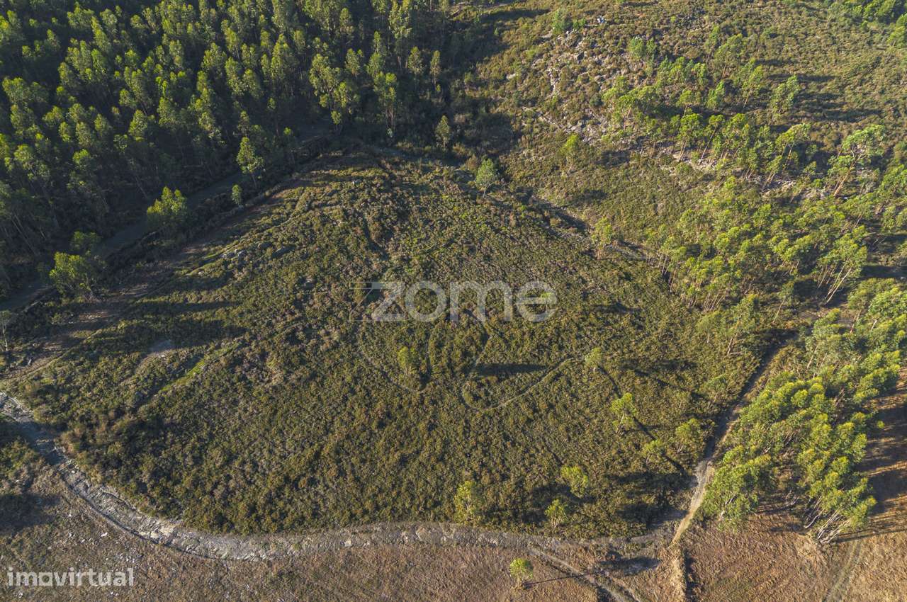 Felgueira - Terreno florestal c/ 15.130 m², em Sobreira - Grande imagem: 5/15