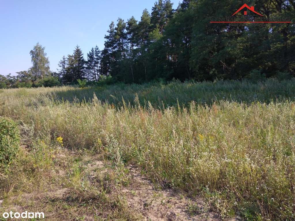 Działka przy ścianie lasu w Łubiance - Pełny obrazek: 5/8