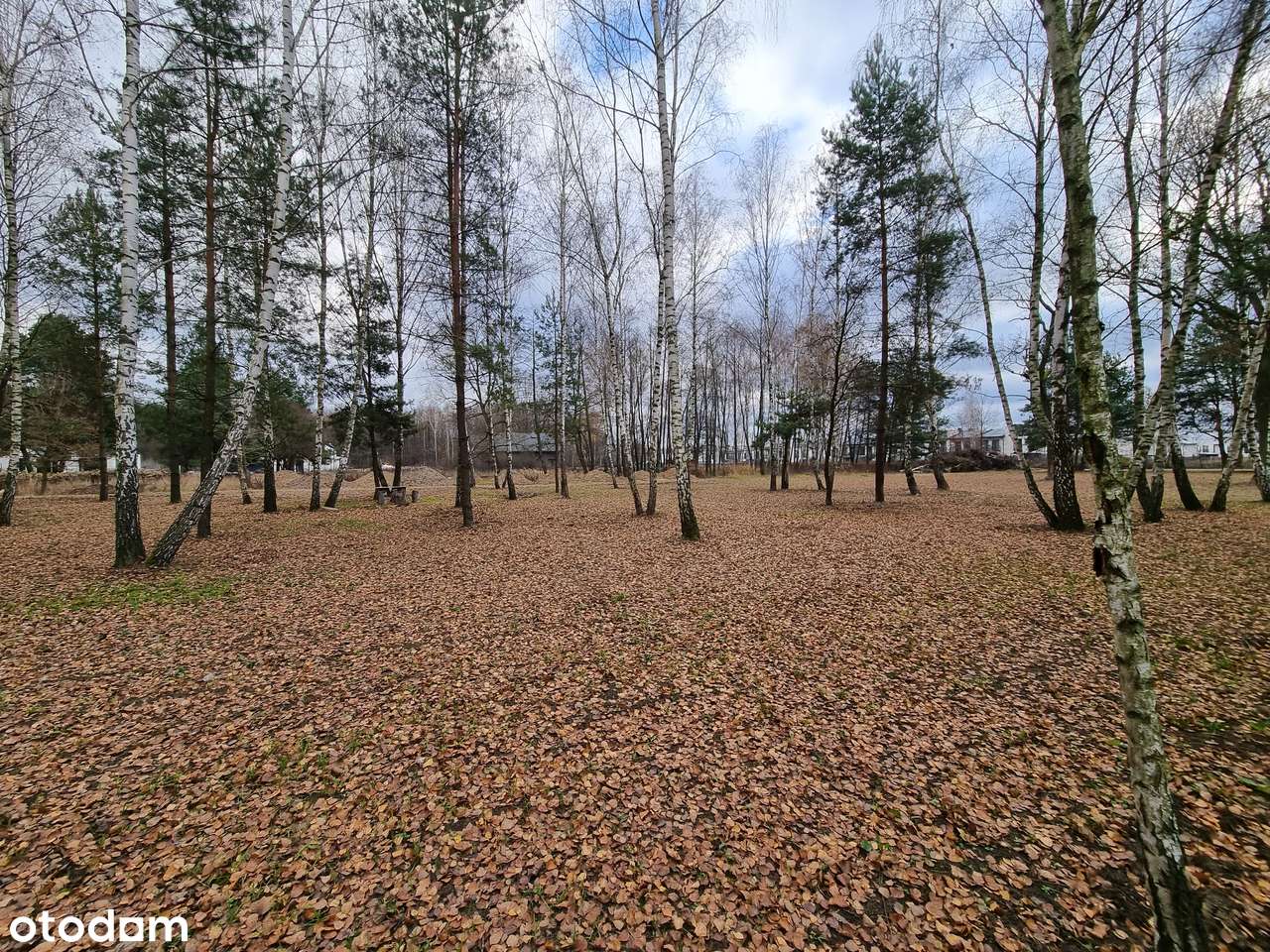Zadrzewiona działka budowlana z MPZP - zabudowa mieszkaniowa-3