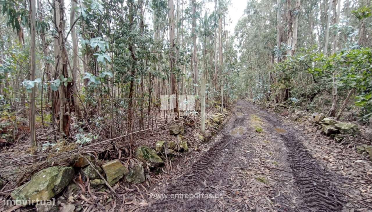 Venda de Terreno florestal, Ferreiró, Vila do Conde - Grande imagem: 4/13