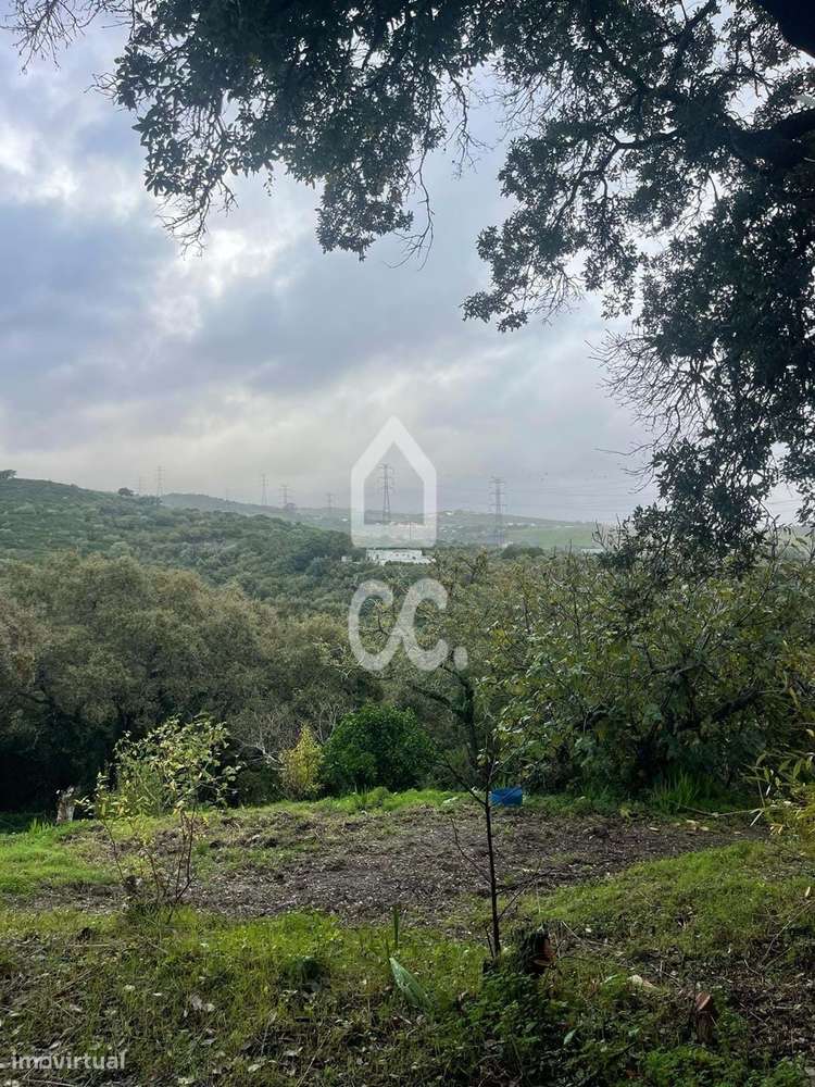 Terreno com poço legalizado e várias árvores de fruto-13