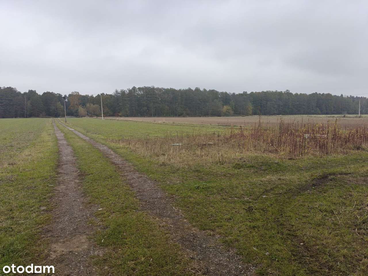 Syndyk sprzeda - Kobierne - Pełny obrazek: 4/7