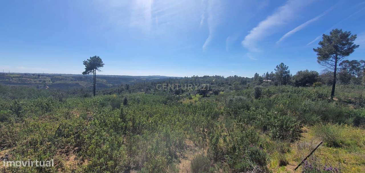 Terreno rústico com 11000m2 em Palvarinho, Castelo Branco - Grande imagem: 5/6