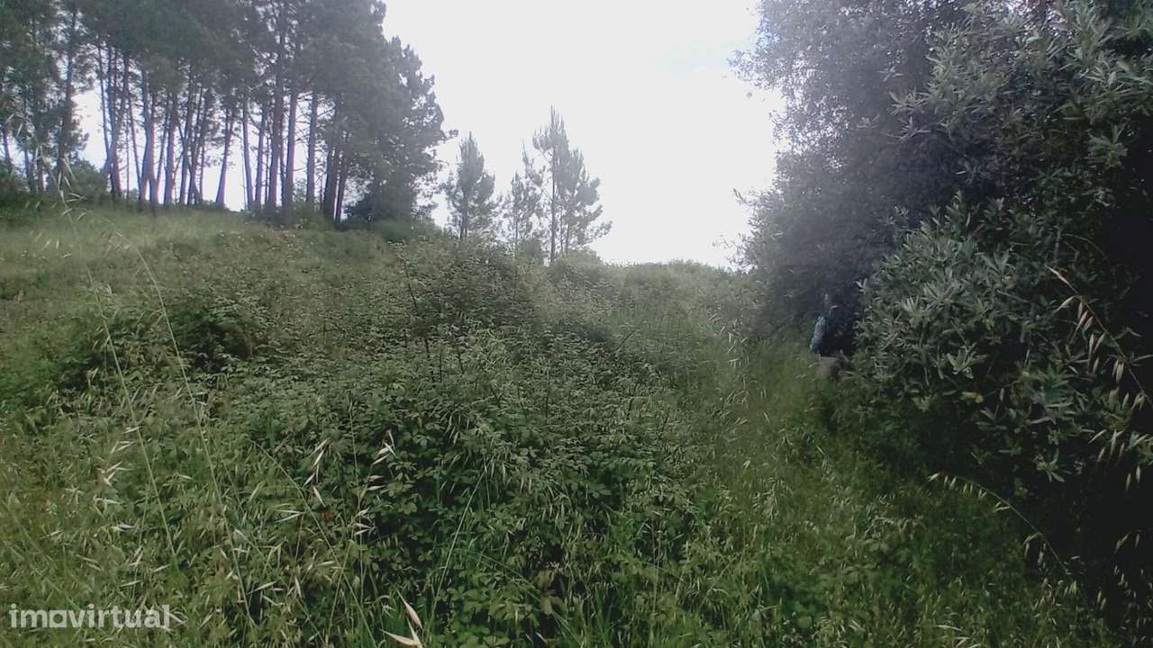 Moradia T3 para Recuperar com 1320m2 de terreno Vale Pedras, Queitide - Grande imagem: 5/42