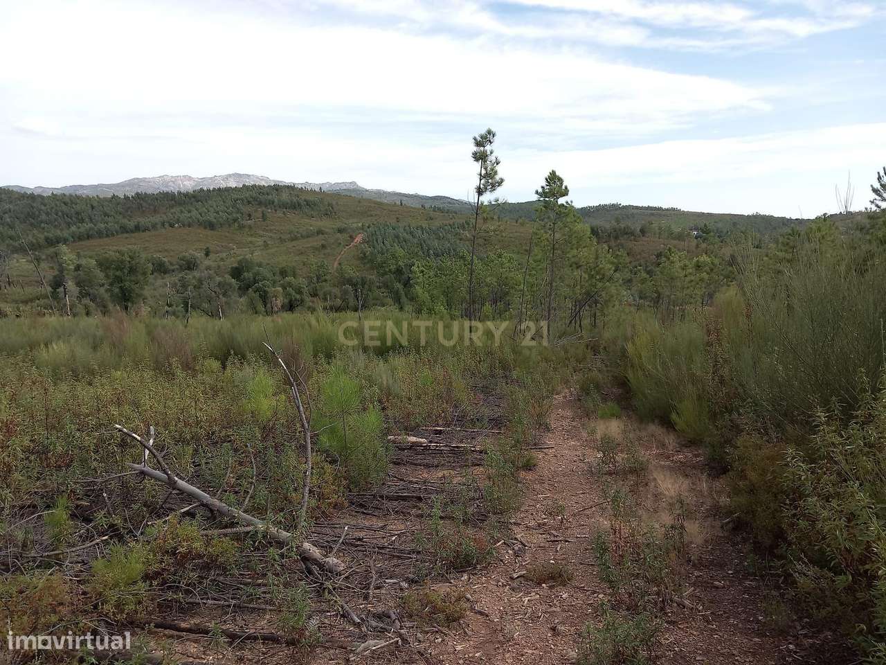 Terreno com 17040m2 em Sobral do Campo - Grande imagem: 3/9