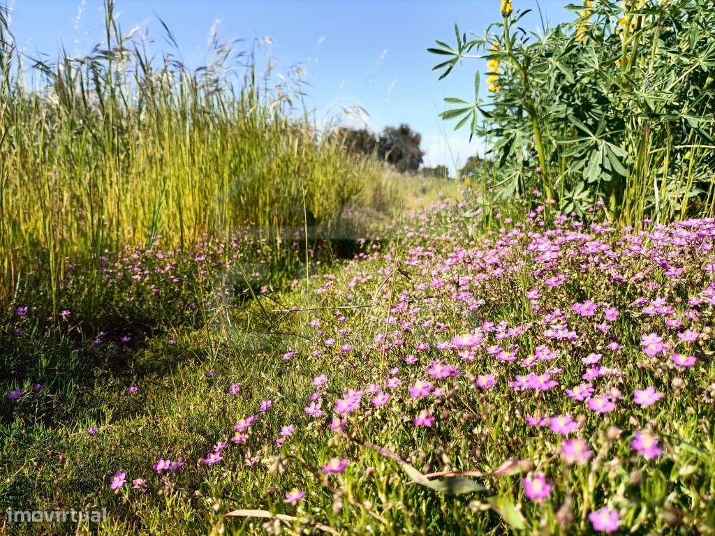 Terreno Foros da Charneca-6