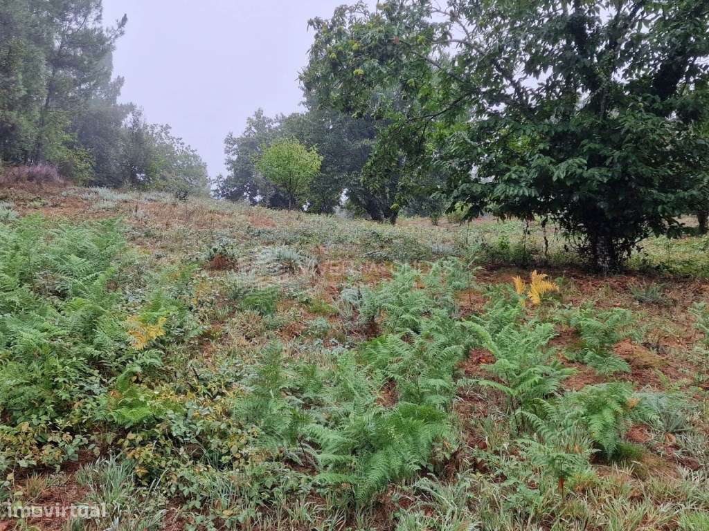 Casa de Campo c/ Terreno - Sertã - Grande imagem: 4/29