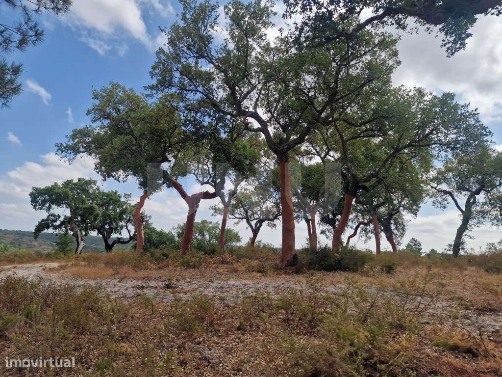 Terreno 14 HECTARES COM SOBREIROS E PINHEIROS-10