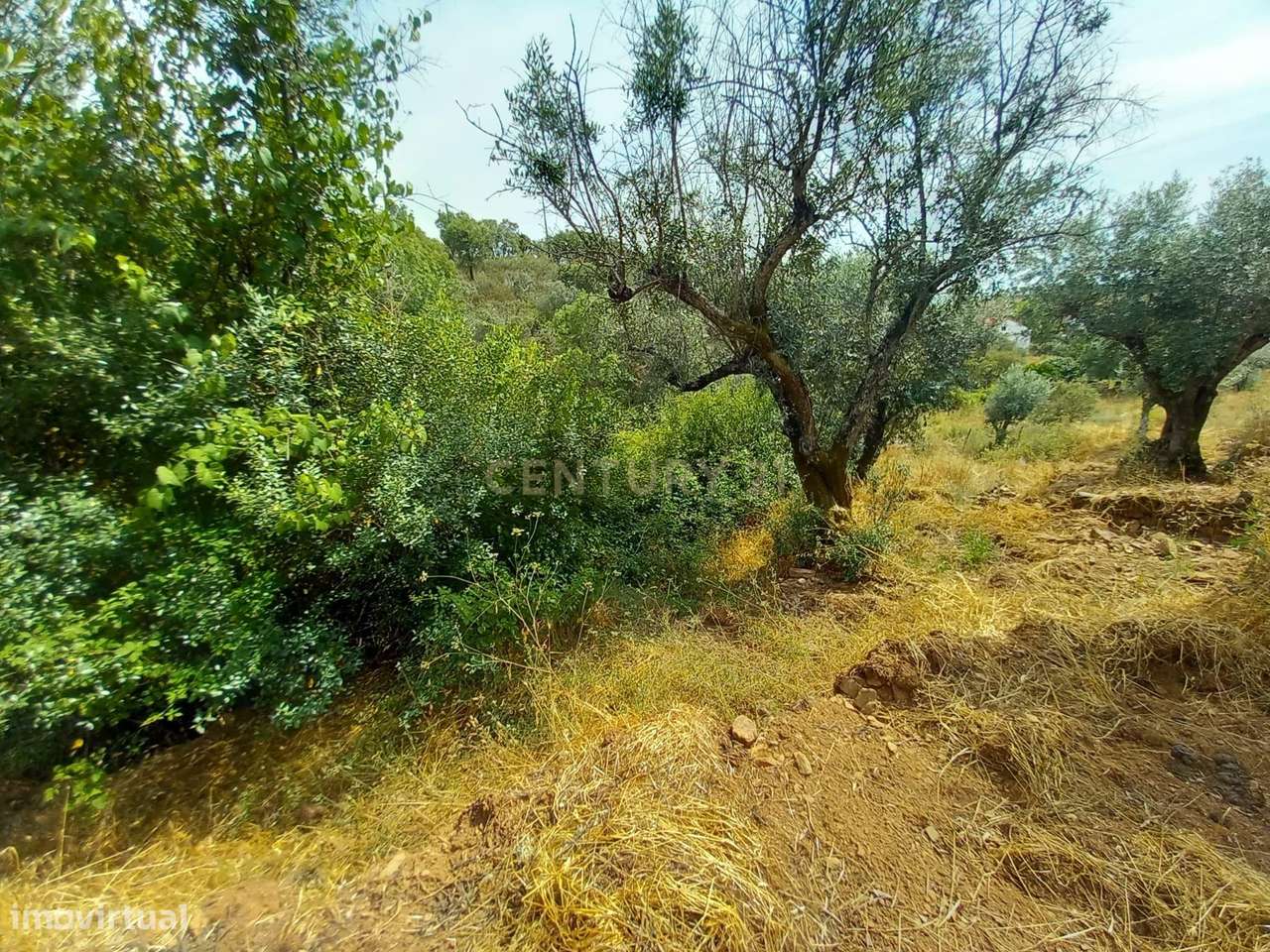 Terreno Rústico 520m2 Palvarinho - Grande imagem: 5/9