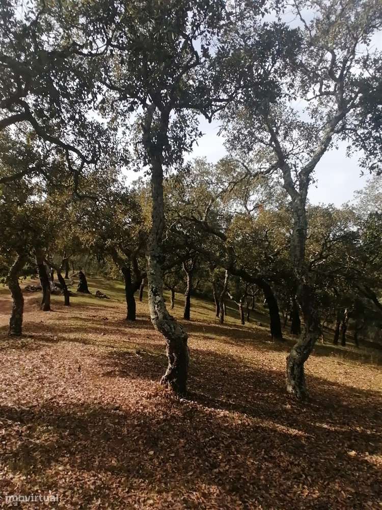 Terreno em Melides - Grande imagem: 4/12