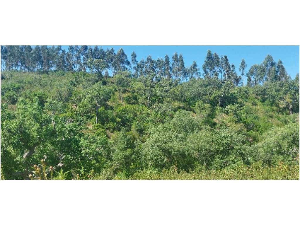 TERRENO RÚSTICO (7,725ha)-14