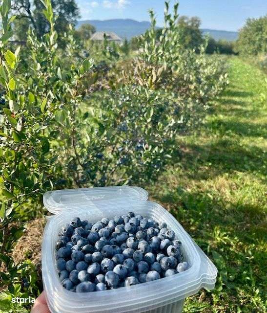 Teren 6,900mp Breb / Drumul Principal - Imagine principală: 5/6