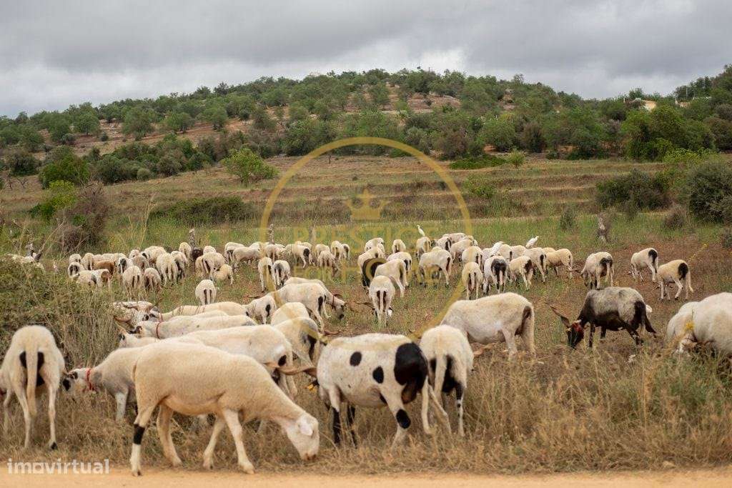 Terreno, 11 589 m², Paderne - Grande imagem: 4/8