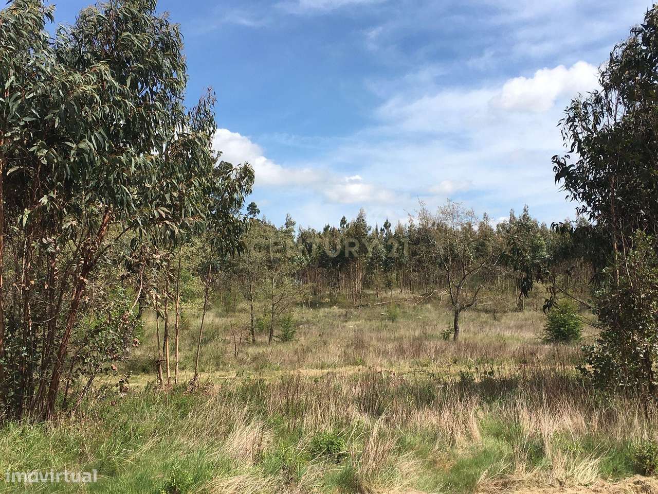 Terreno junto à zona industrial da Amarela em Porto de Mós - Grande imagem: 4/5