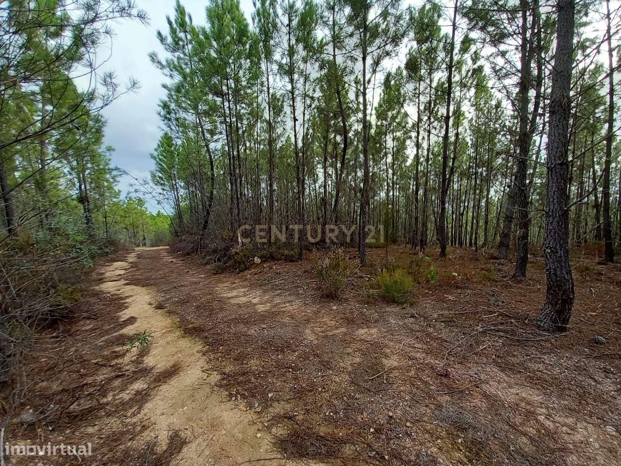 Pinhal com 1,5 ha Vale da Pereira-Santo André das Tojeiras - Grande imagem: 5/7