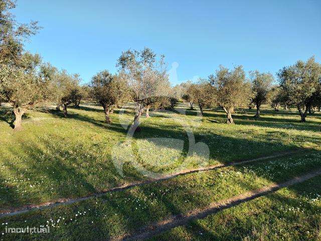 OLIVAL PARA VENDA EM CARRAPATELO - CORVAL-6