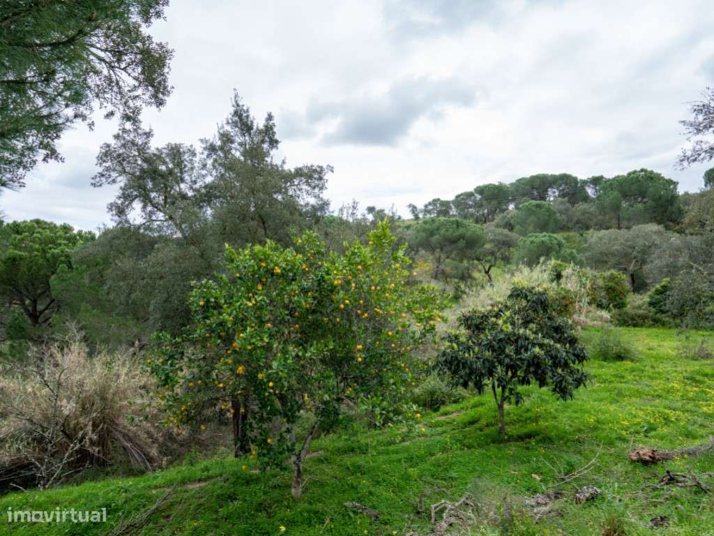 QUINTA COM 5HA DE TERRENO COM 500M2 URBANO - GALVEIAS - PONTE DE SOR-28