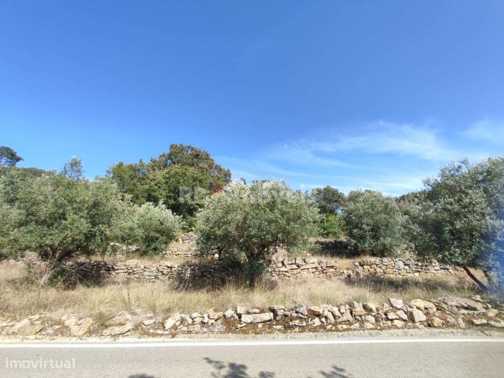 Terreno rústico com 2680m² - Sabrosa, Tomar - Grande imagem: 5/15