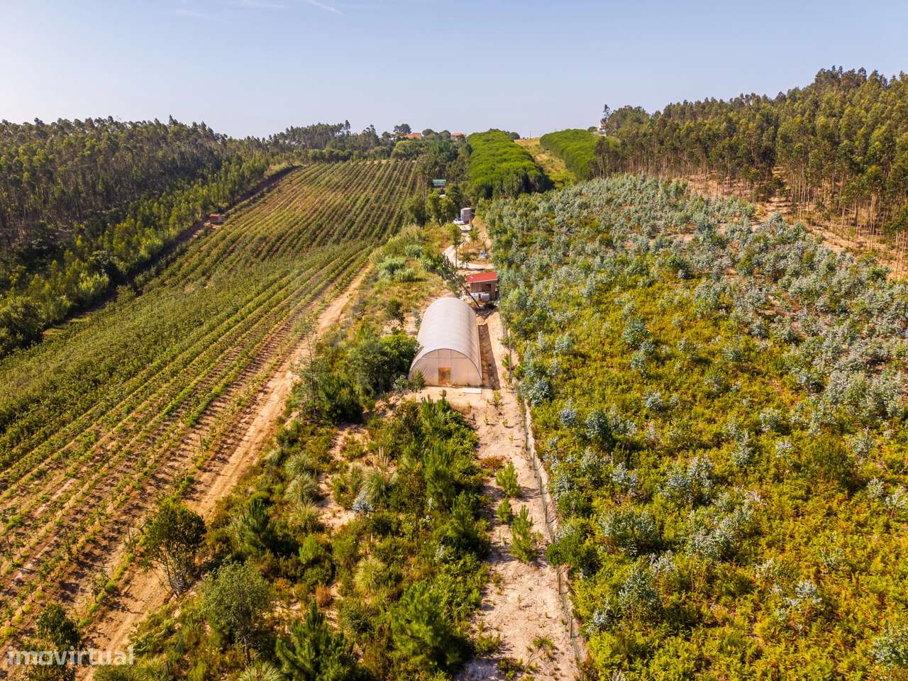 Terreno Agrícola na Fanadia | 16.100 m² de Potencial e Infraestrutu...-43