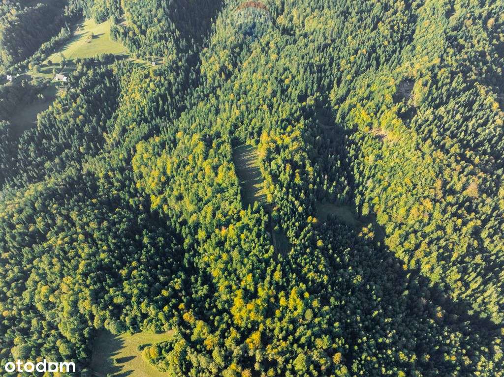 Polana w lesie - Pełny obrazek: 5/19