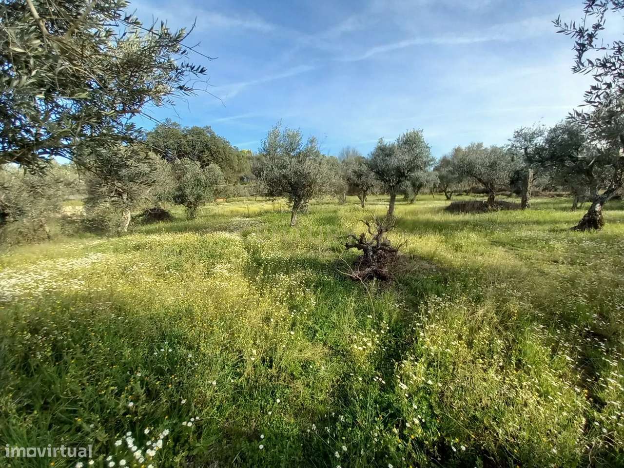 Terreno Rústico Póvoa de Rio de Moinhos, Castelo Branco - Grande imagem: 5/11