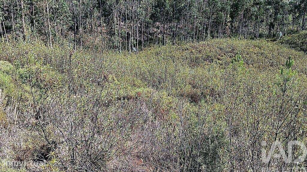Terreno Agrícola em Mação, Penhascoso e Aboboreira - Grande imagem: 4/6