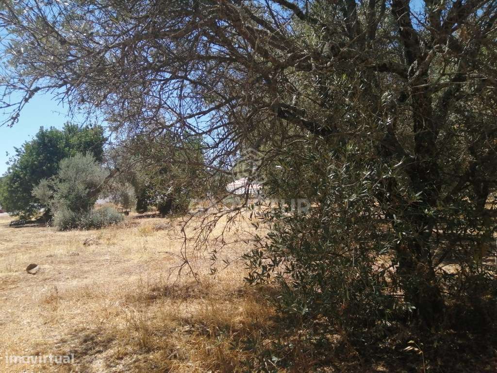 Terreno rústico, no Concelho de S. Brás de Alportel, Algarve - Grande imagem: 5/18