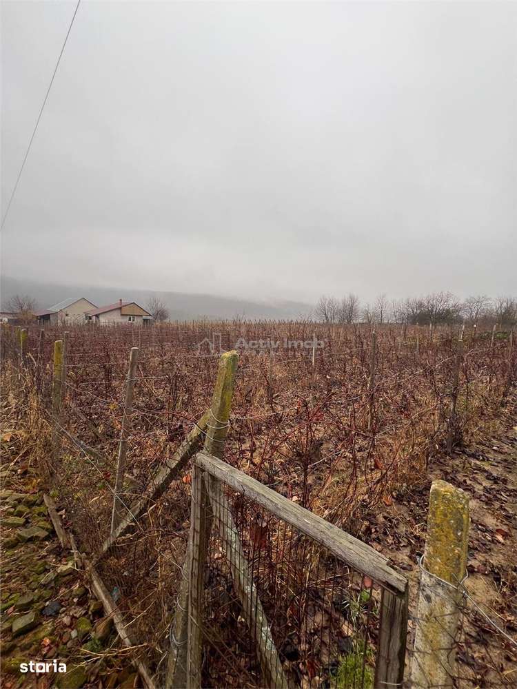 Teren de vanzare - Poieni - 20 km distanta Iasi - Imagine principală: 2/3