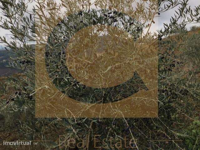 Quinta Região Demarcada do Douro (COM CASA PARA RECONSTRUÇÃO) - Grande imagem: 2/3