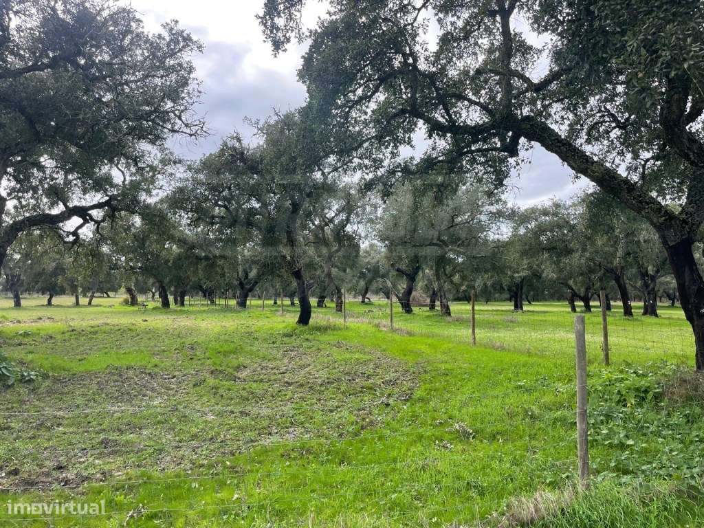 Propriedade Rústica com 11 Hectares junto a Canhestros-22