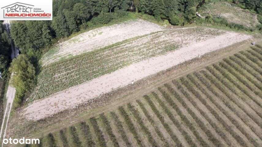 Dwie działki z linią brzegową nad rzeką - Pełny obrazek: 4/8