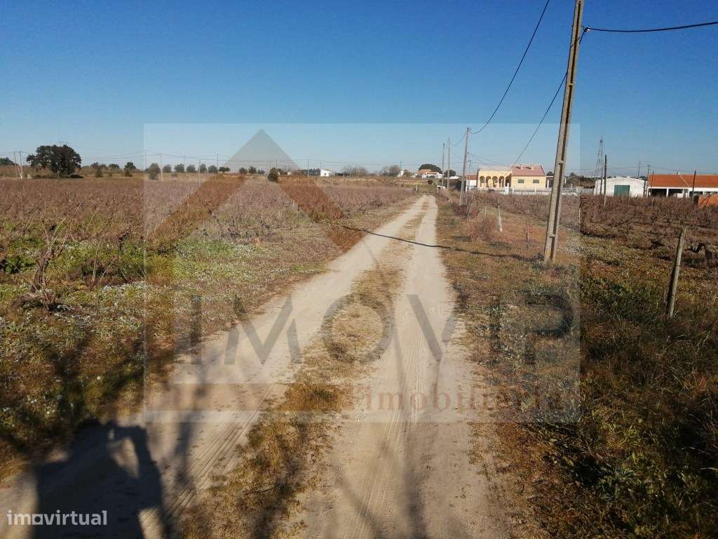 Terreno com vinha de casta Castelão certificada - Grande imagem: 2/9