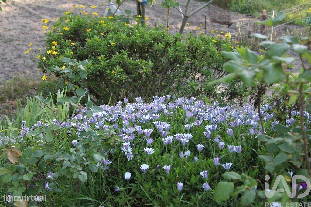 Terreno Agrícola em Oliveira do Hospital e São Paio de Gramaços-29