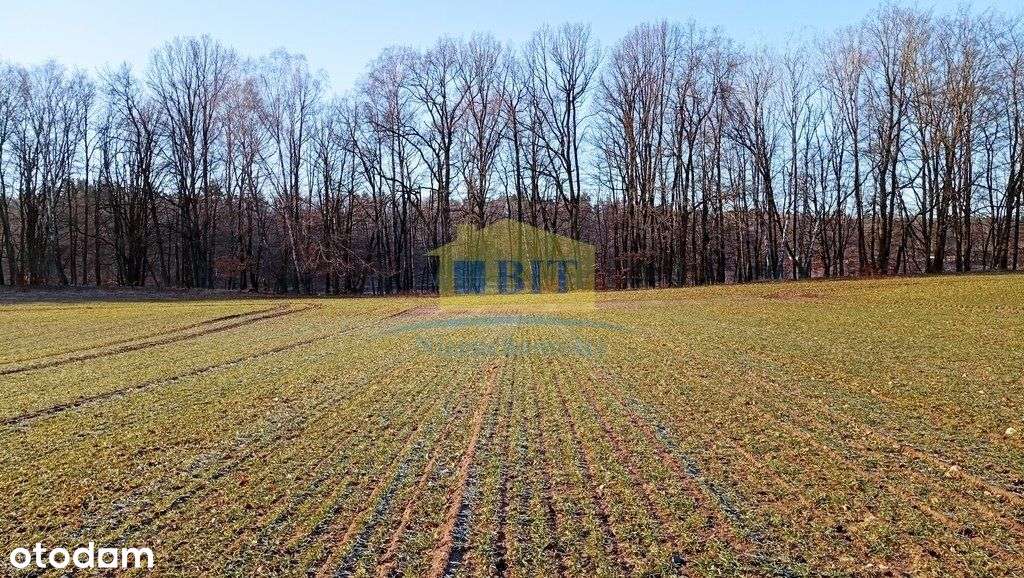 Działka 6066 m2, z dostępem do jeziora Kaleńsko-2