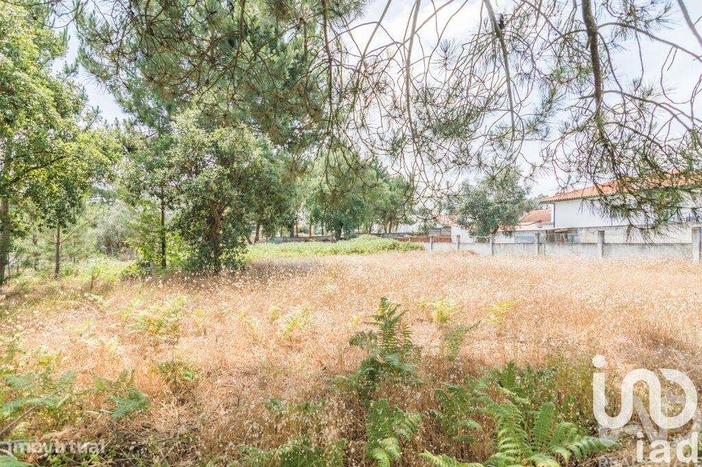 Terreno Agrícola em Marinha Grande - Grande imagem: 2/5