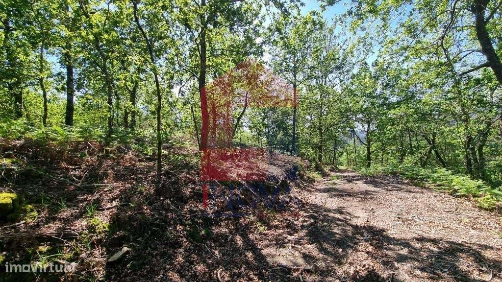 Terreno florestal, Balança - Grande imagem: 5/26