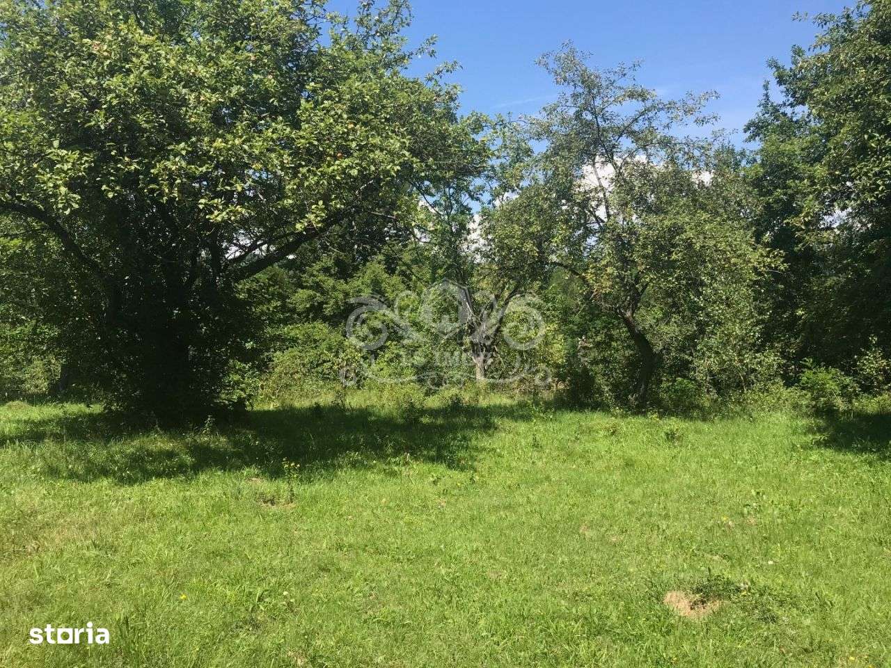 Teren cu livada de vanzare in Albesti de Muscel - Imagine principală: 3/19