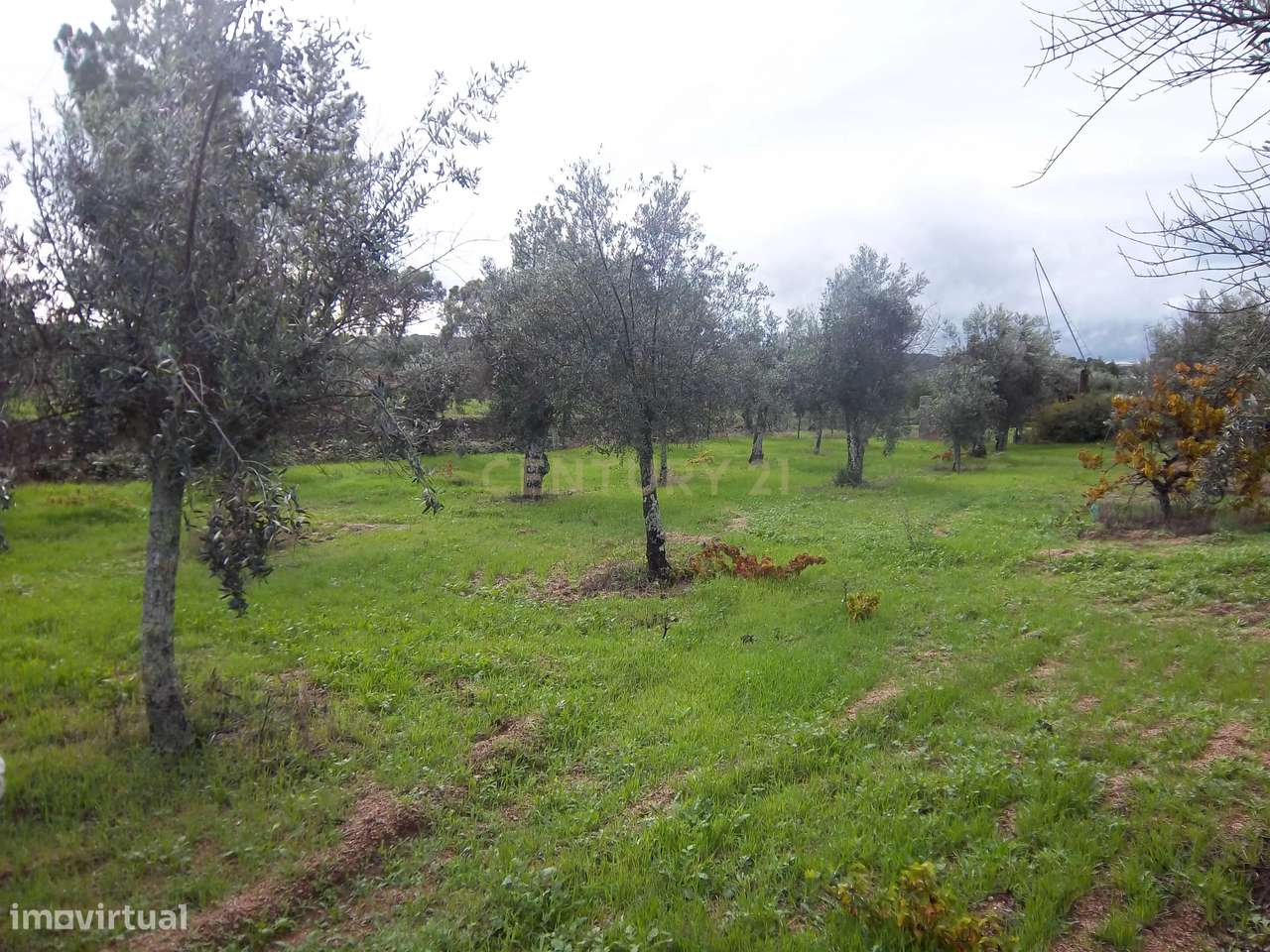 Terreno rústico na aldeia da Lousa, Castelo Branco - Grande imagem: 4/21