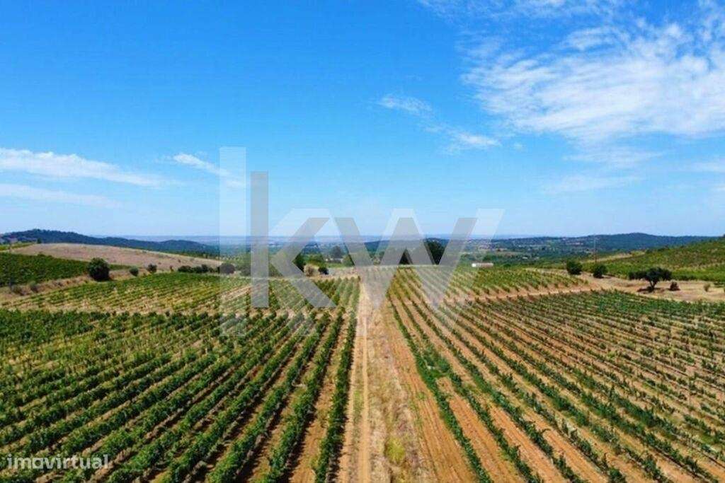 Monte Alentejano com Vinha em Produção sito em Vila de Frades - Grande imagem: 4/16