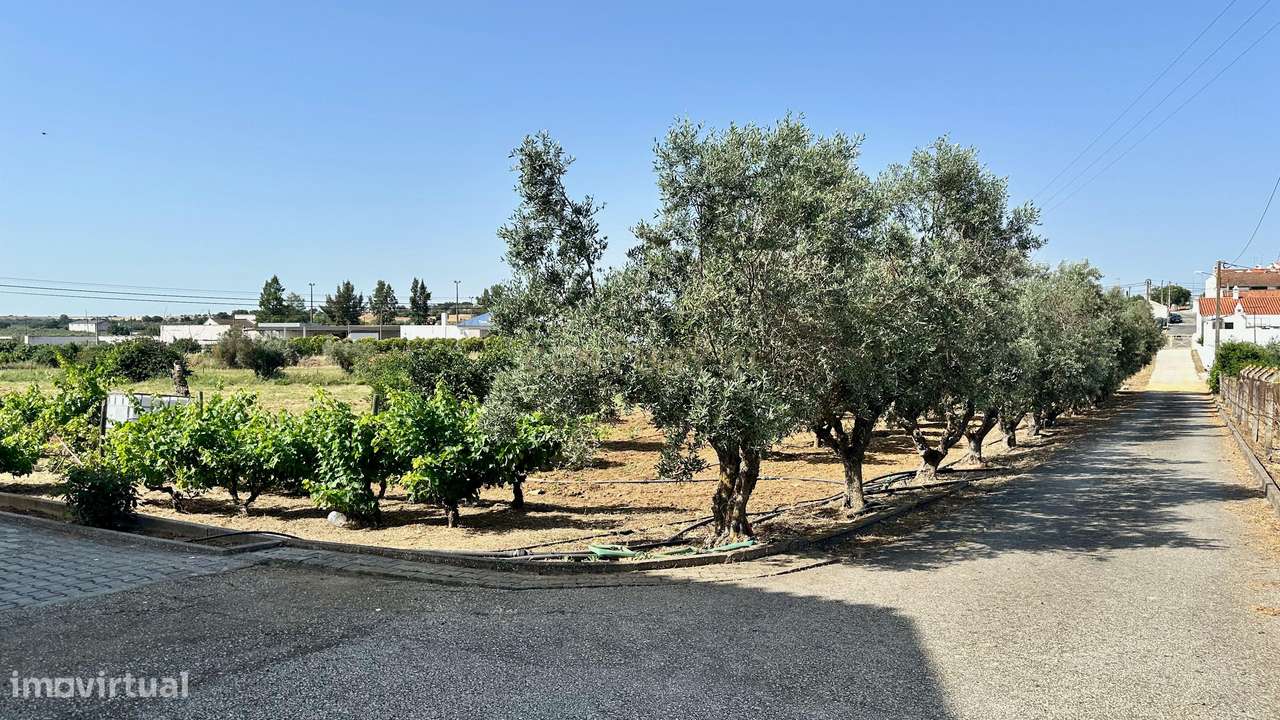 Alentejo-BEJA- Nossa Senhora das Neves, Excelente Quinta, com MORADIA-15