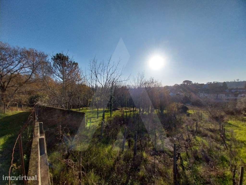Terreno em Jafafe - Macinhata do Vouga-16
