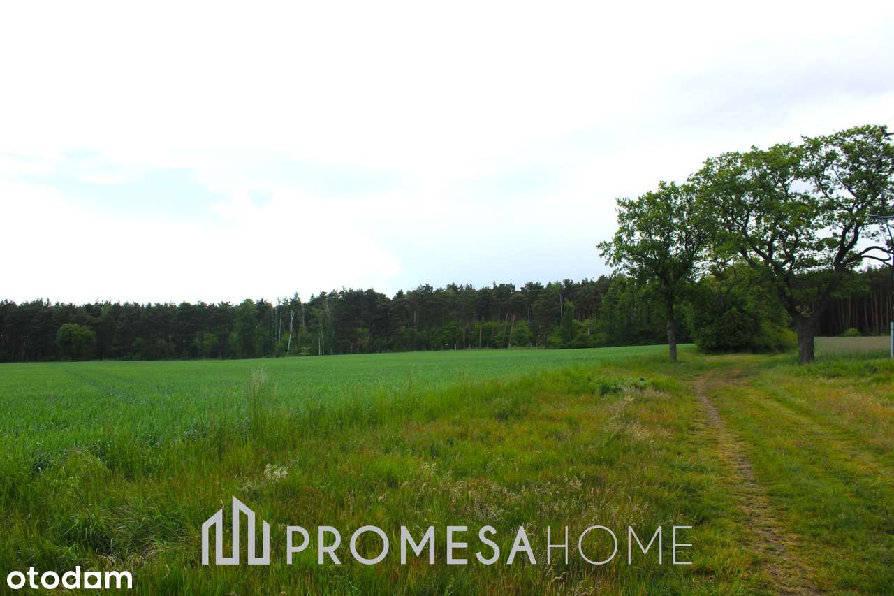 Sierosław 3247m2 pięknie położone działki przy lesie 40zł/m2 - Pełny obrazek: 5/6