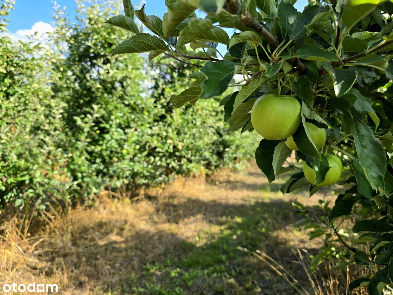 Działka rolna | 2 ha sadu w jednym kawałku | gm. Sadkowice - Pełny obrazek: 2/12