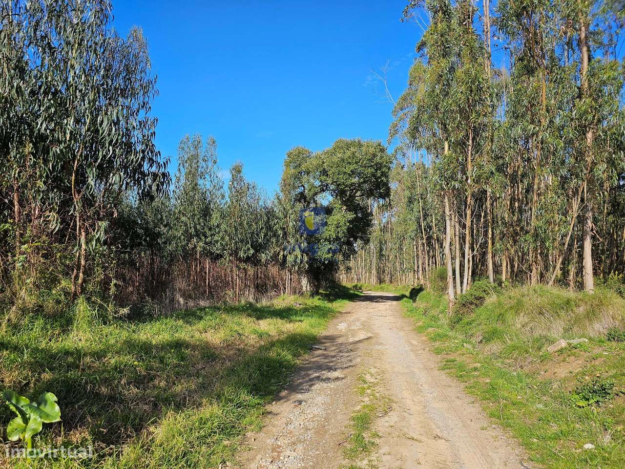 Terreno com uma área generosa de 13.840m2 com plantação de eucaliptos - Grande imagem: 4/11